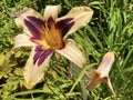 Daylily Hemerocallis `Wild HorsesÃ¢â¬Ë Hemerocallis Hybride `Wild HorsesÃ¢â¬Ë, Die Taglilie Hemerocallis Wild Horses, Mainau